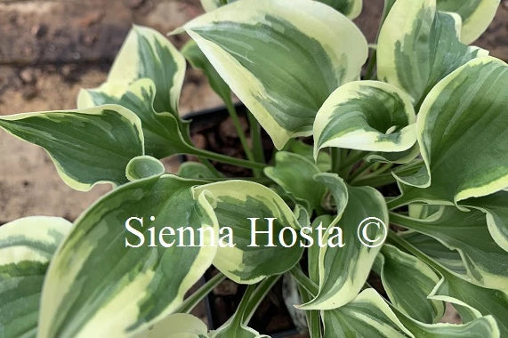 Hosta 'Wrinkle in Time'