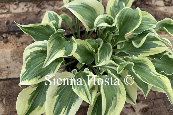 Hosta 'Wrinkle in Time'