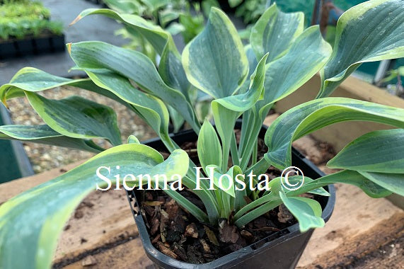 Hosta 'Teatime'