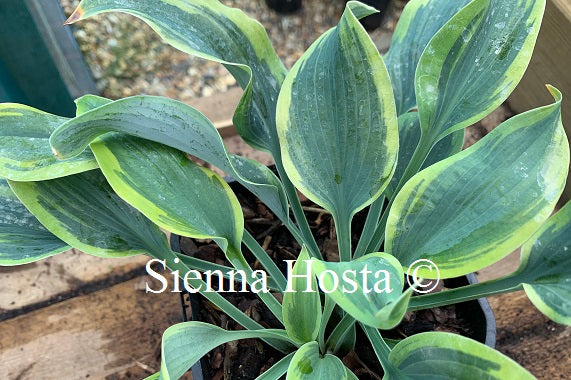 Hosta 'Teatime'