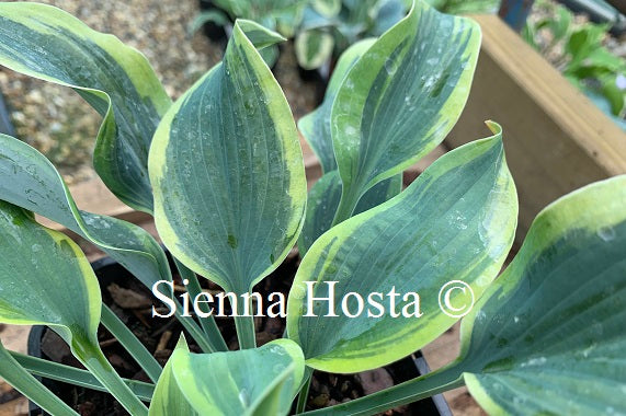 Hosta 'Teatime'