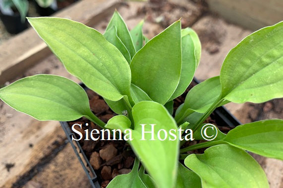 Hosta 'O'Harra'