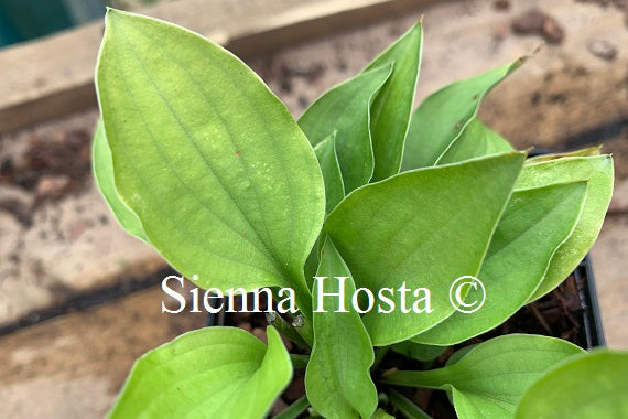 Hosta 'O'Harra'