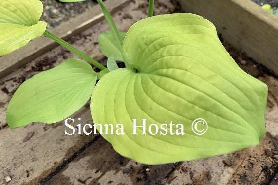 Hosta 'Coast to Coast'