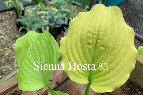 Hosta 'Coast to Coast'
