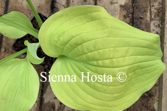 Hosta 'Coast to Coast'