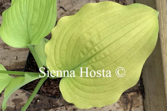 Hosta 'Coast to Coast'