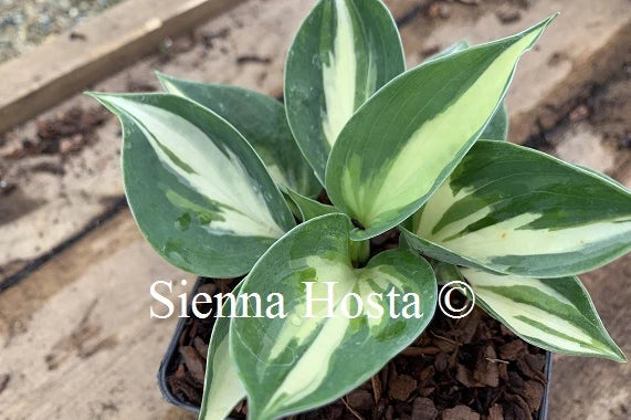 Hosta 'Bounty'
