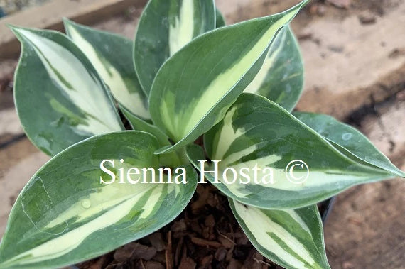Hosta 'Bounty'