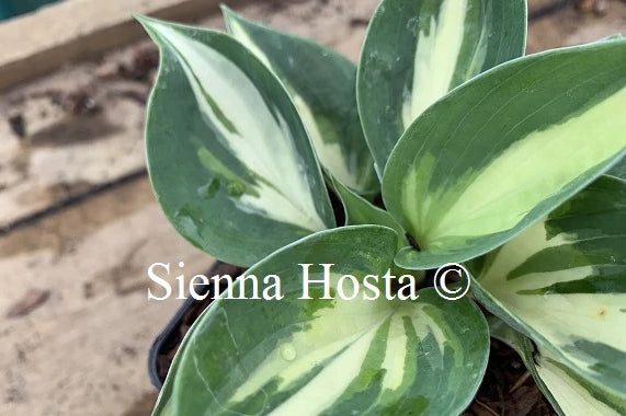 Hosta 'Bounty'