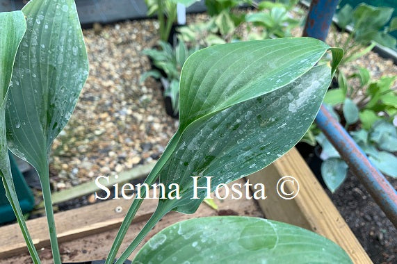Hosta Phoenix