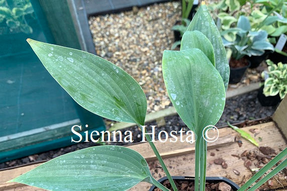 Hosta Phoenix