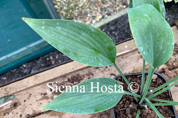 Hosta Phoenix