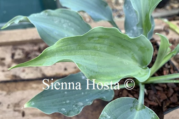 Hosta 'Waterslide'