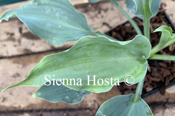 Hosta 'Waterslide'