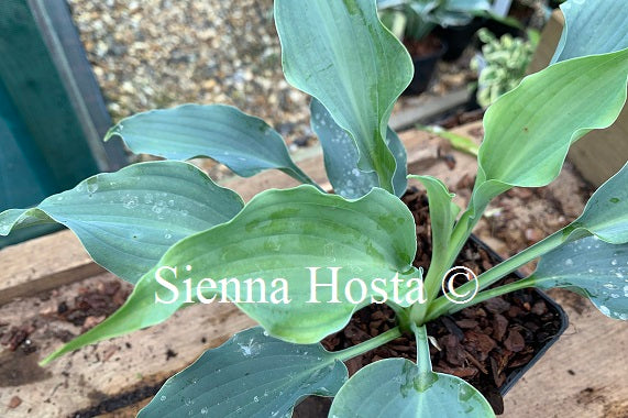 Hosta 'Waterslide'