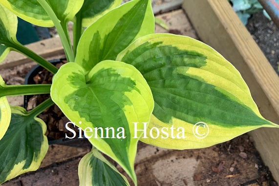 Hosta 'Summer Lovin''