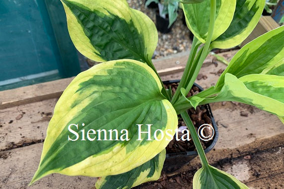 Hosta 'Summer Lovin''