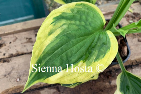 Hosta 'Summer Lovin''