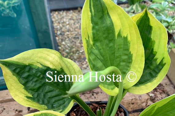 Hosta 'Summer Lovin''