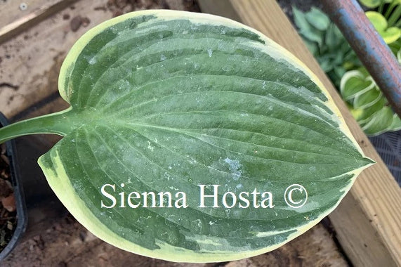 Hosta 'Tappan Zee'