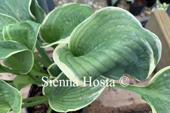 Hosta 'Tappan Zee'