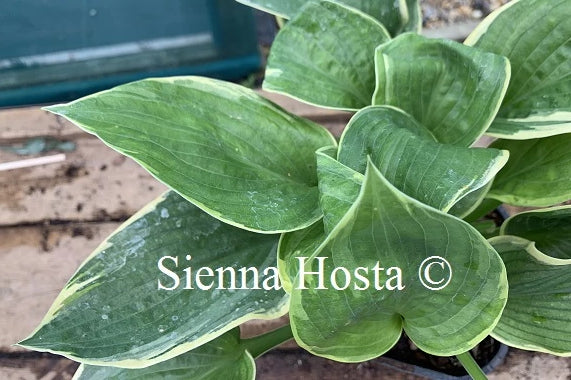 Hosta 'Tappan Zee'