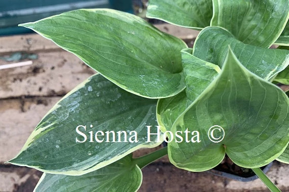 Hosta 'Tappan Zee'