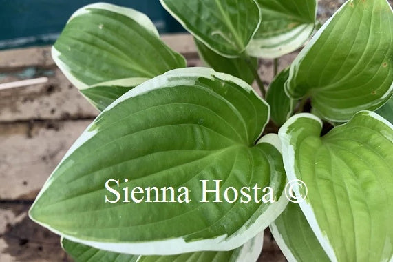 Hosta Bedford Rise and Shine