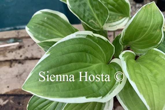 Hosta Bedford Rise and Shine