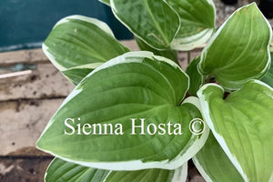 Hosta Bedford Rise and Shine