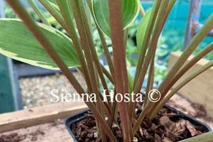 Hosta 'Bedford Rise and Shine' Red stems