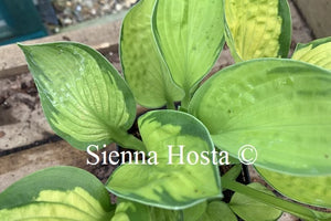 Hosta 'Rainforest Sunrise'