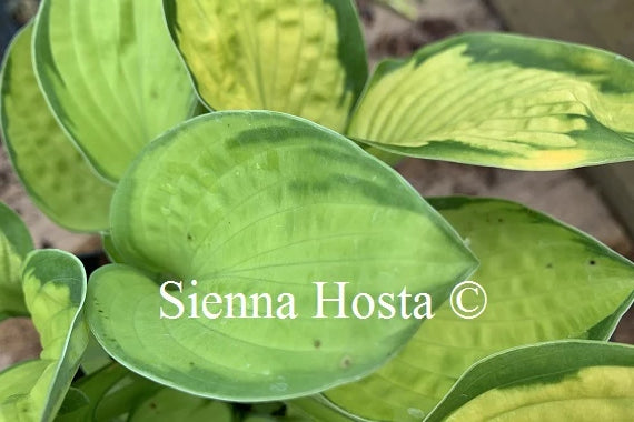 Hosta 'Rainforest Sunrise'