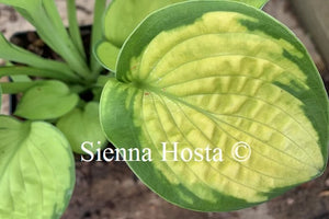 Hosta 'Rainforest Sunrise'