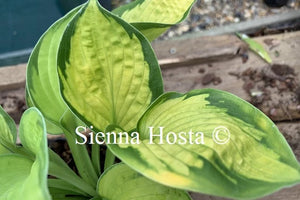 Hosta 'Rainforest Sunrise'