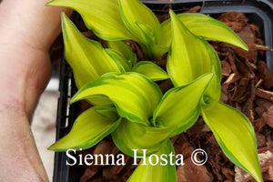 Hosta Cracker Crumbs