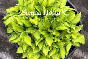 Hosta Cracker Crumbs