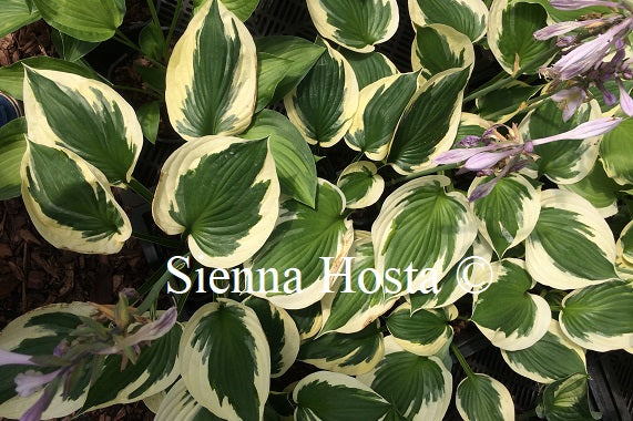 Hosta 'Whirling Dervish'