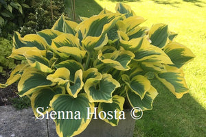 Hosta Liberty